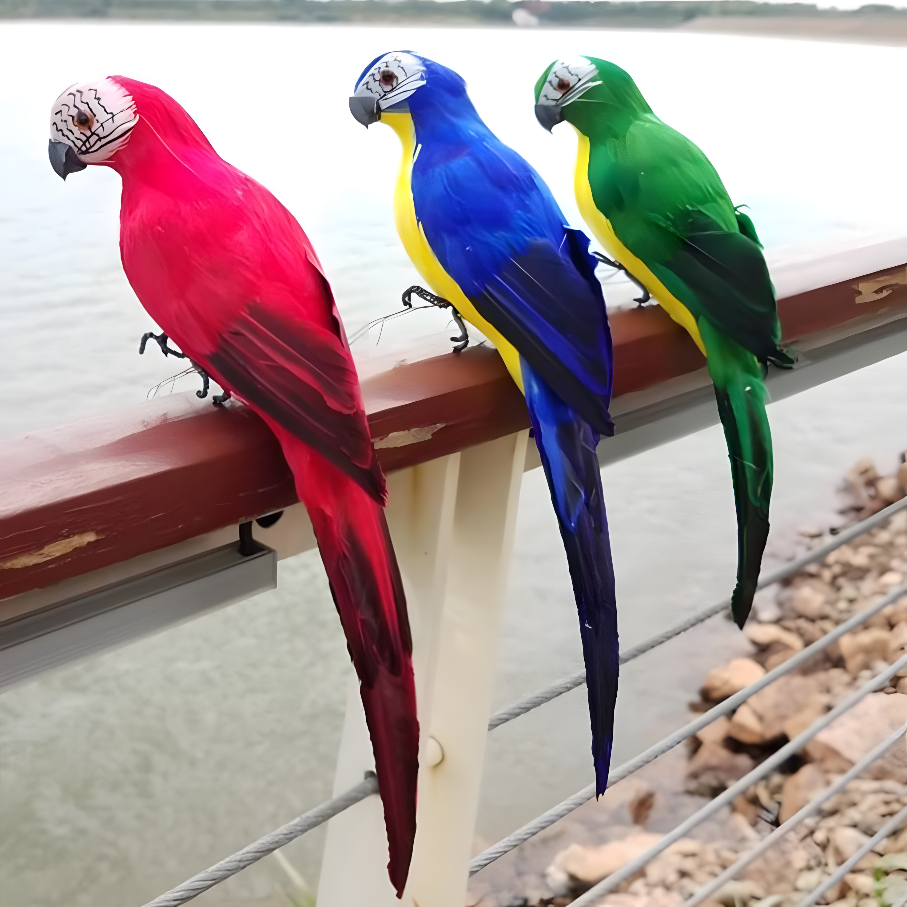 Parrot Reverie