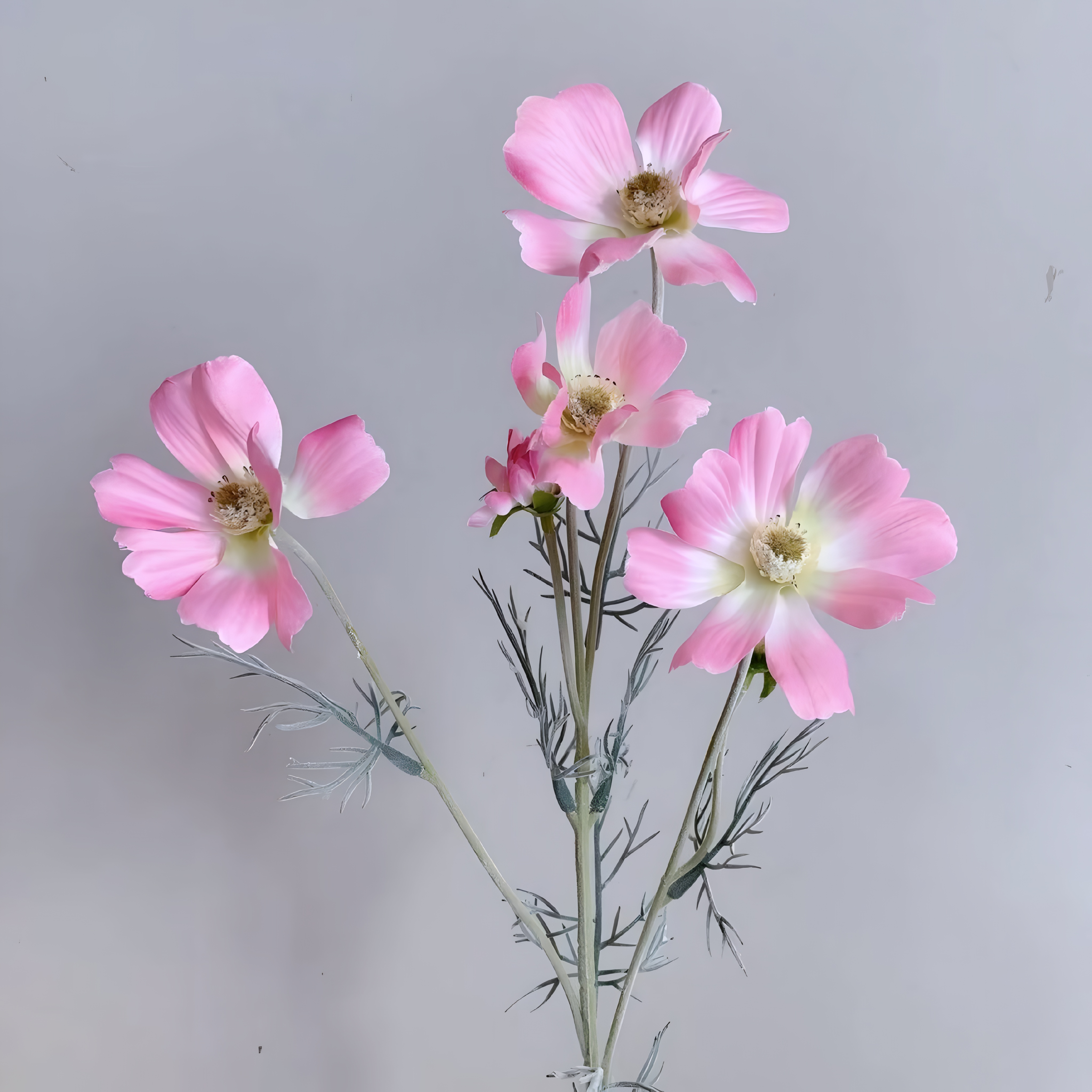Chamomile Flowers
