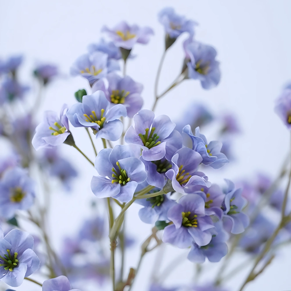 Celestial Cornflowers