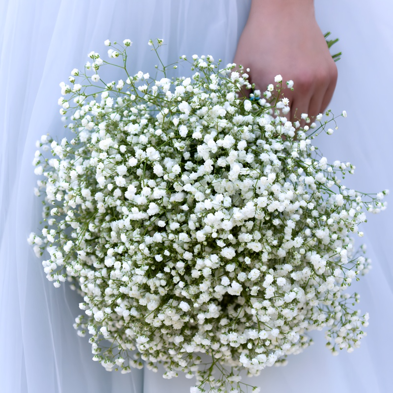 Baby's Breath Flower