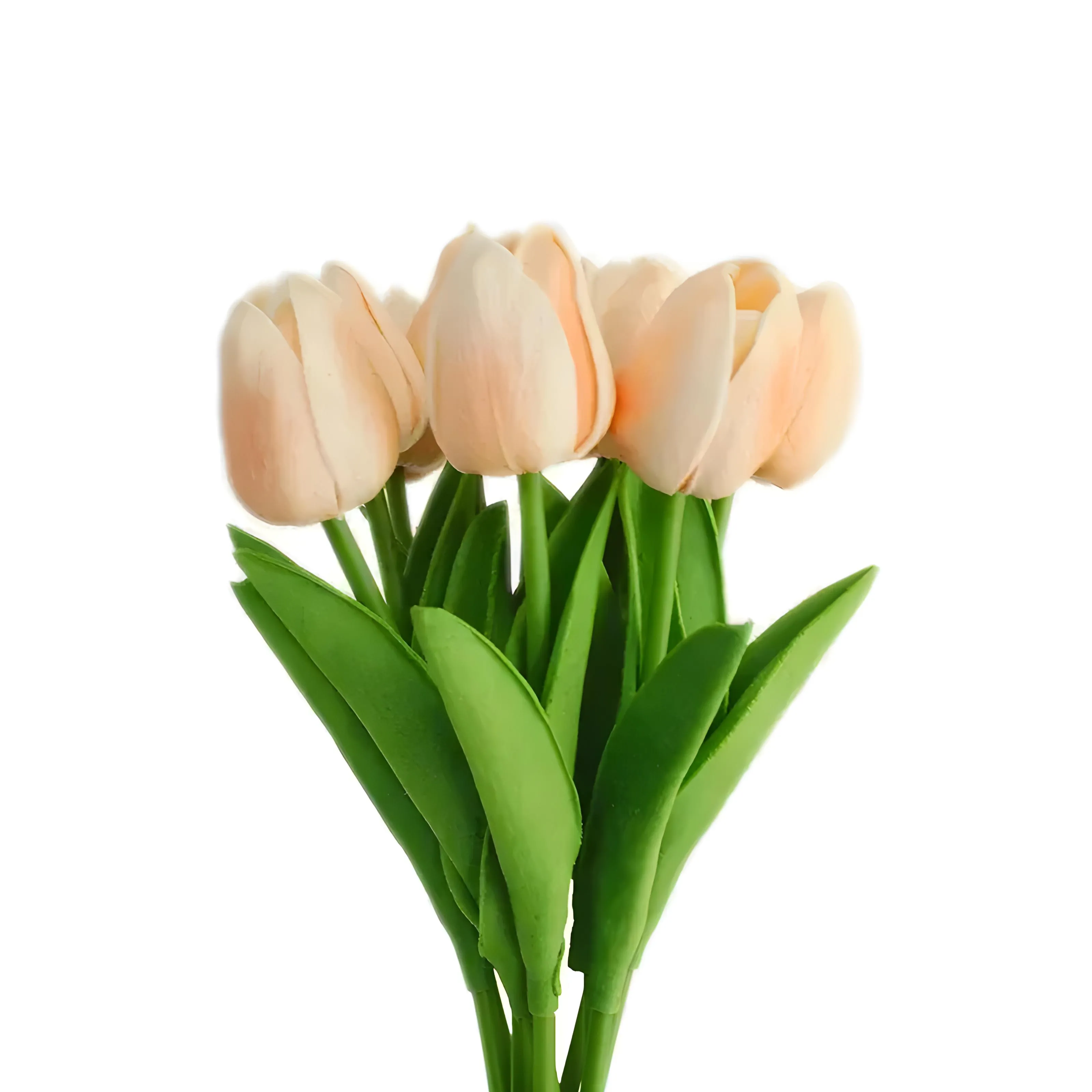 Tulip Flowers