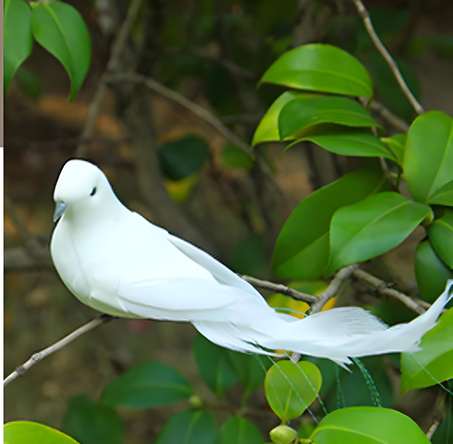 CloudKiss Doves