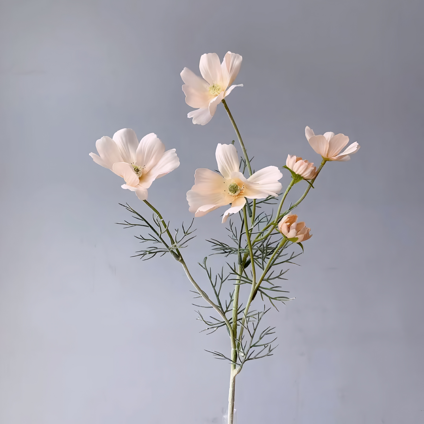 Chamomile Flowers