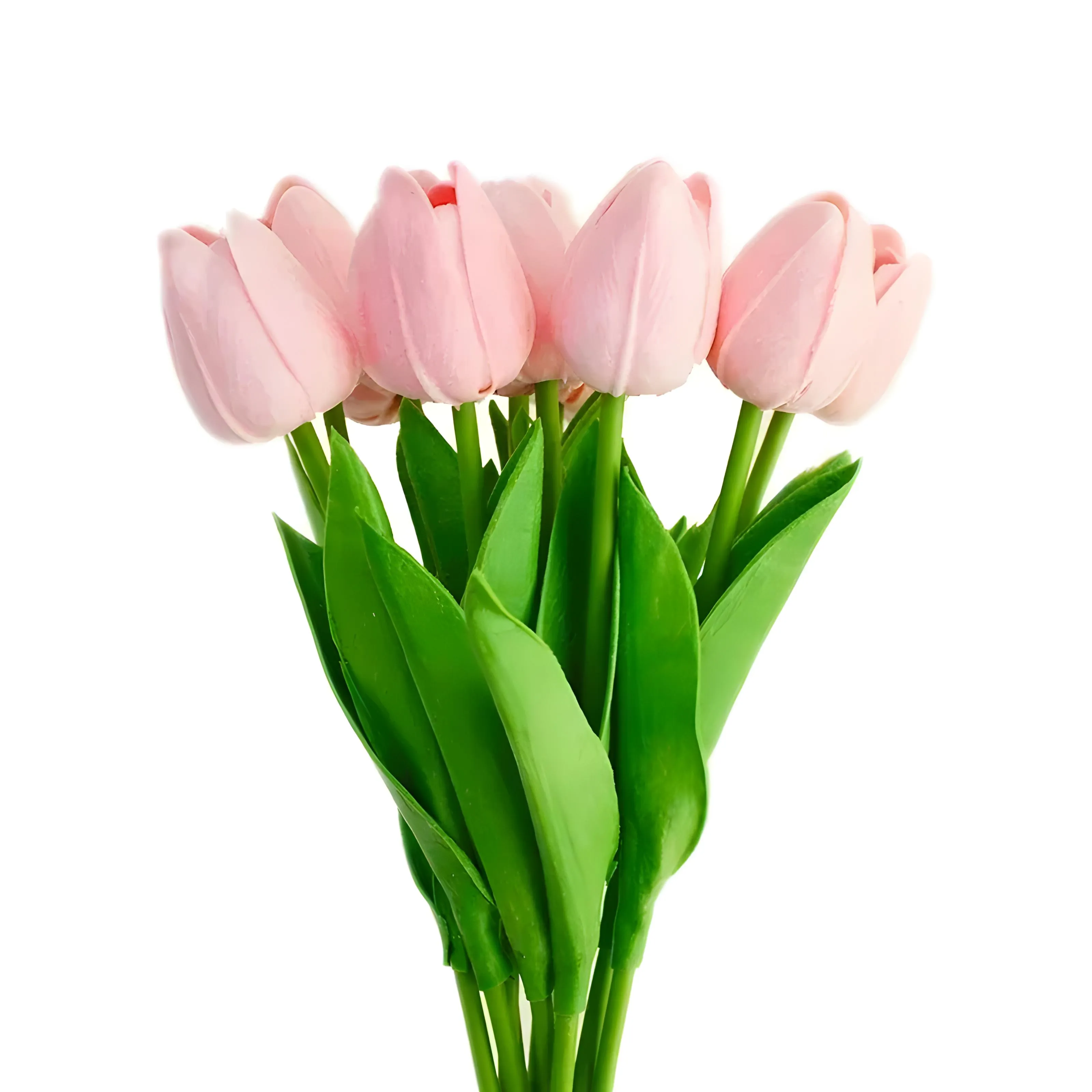 Tulip Flowers