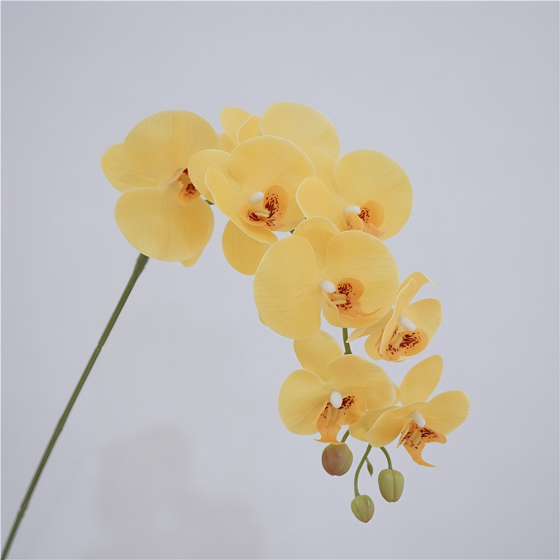 Long Butterfly Orchid Flowers