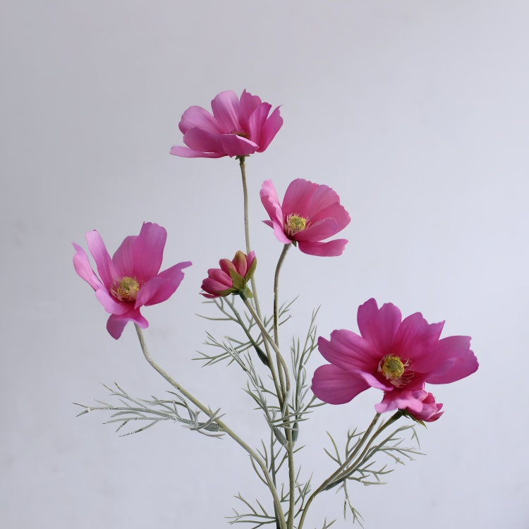 Chamomile Flowers