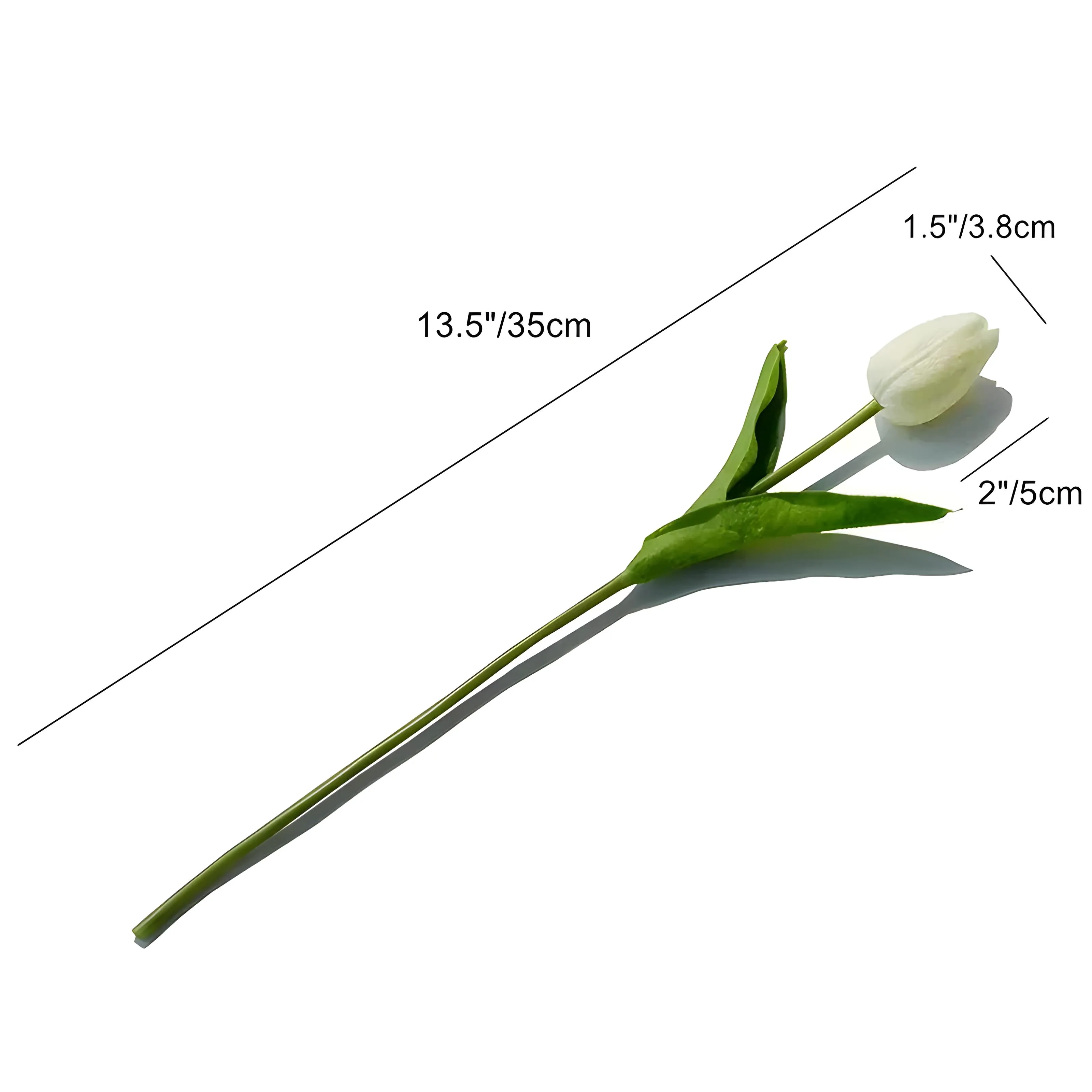 Tulip Flowers