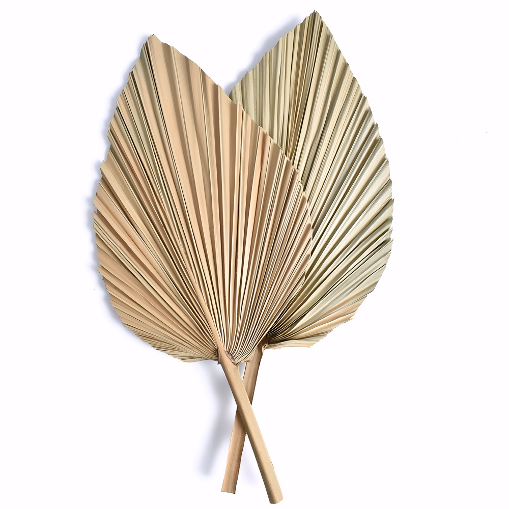 Palm Fan Leaf