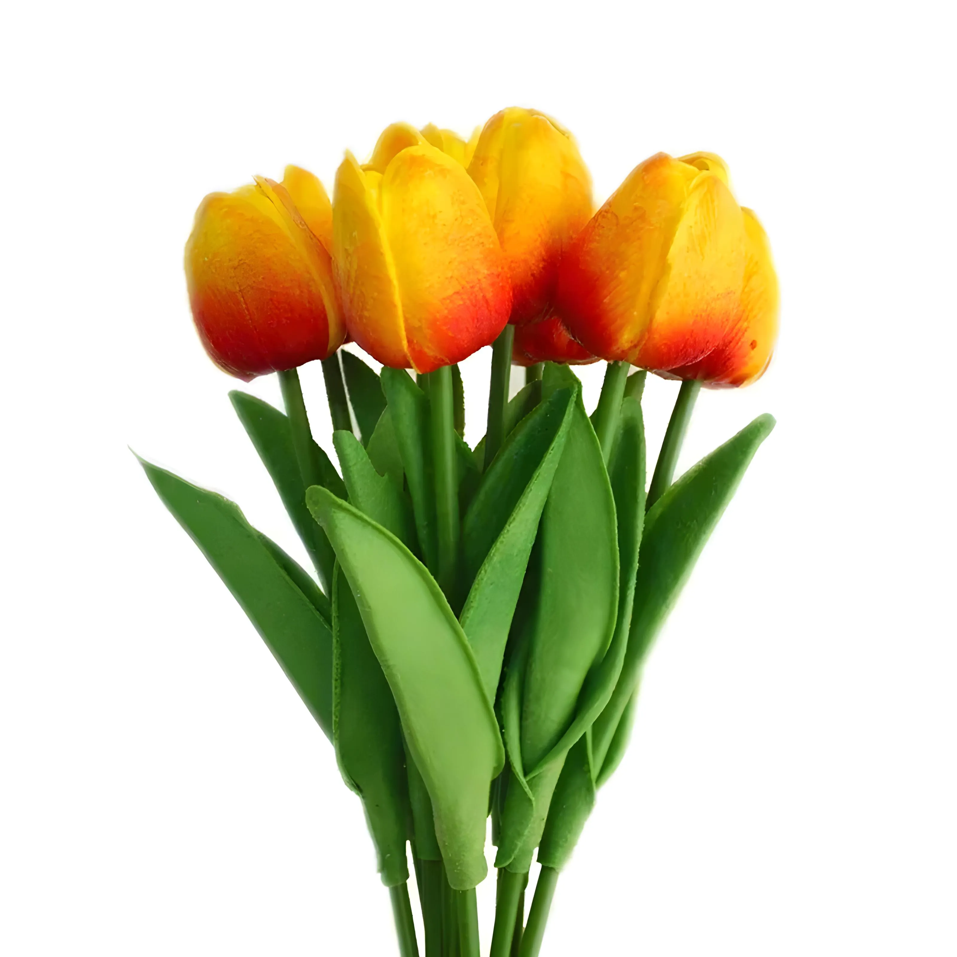 Tulip Flowers