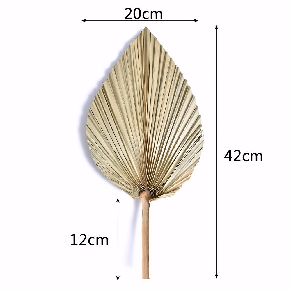 Palm Fan Leaf