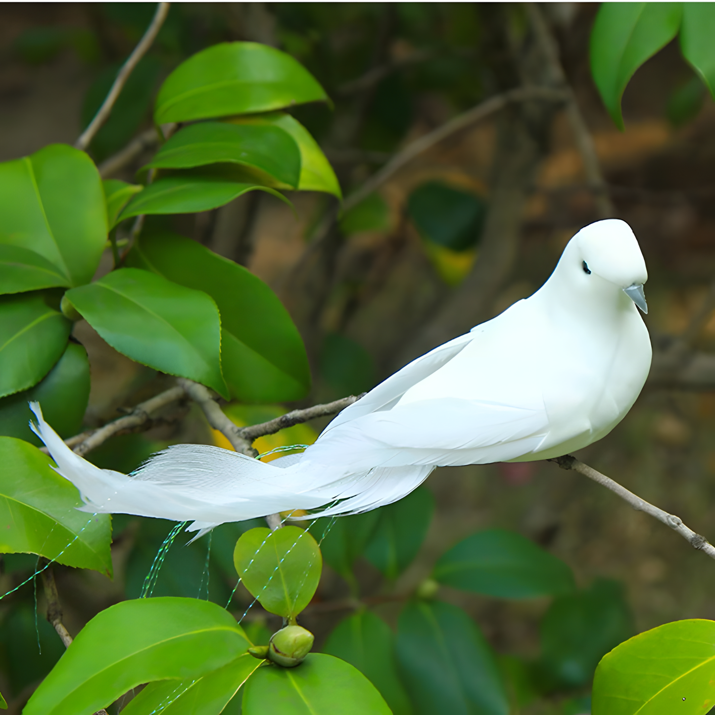 CloudKiss Doves