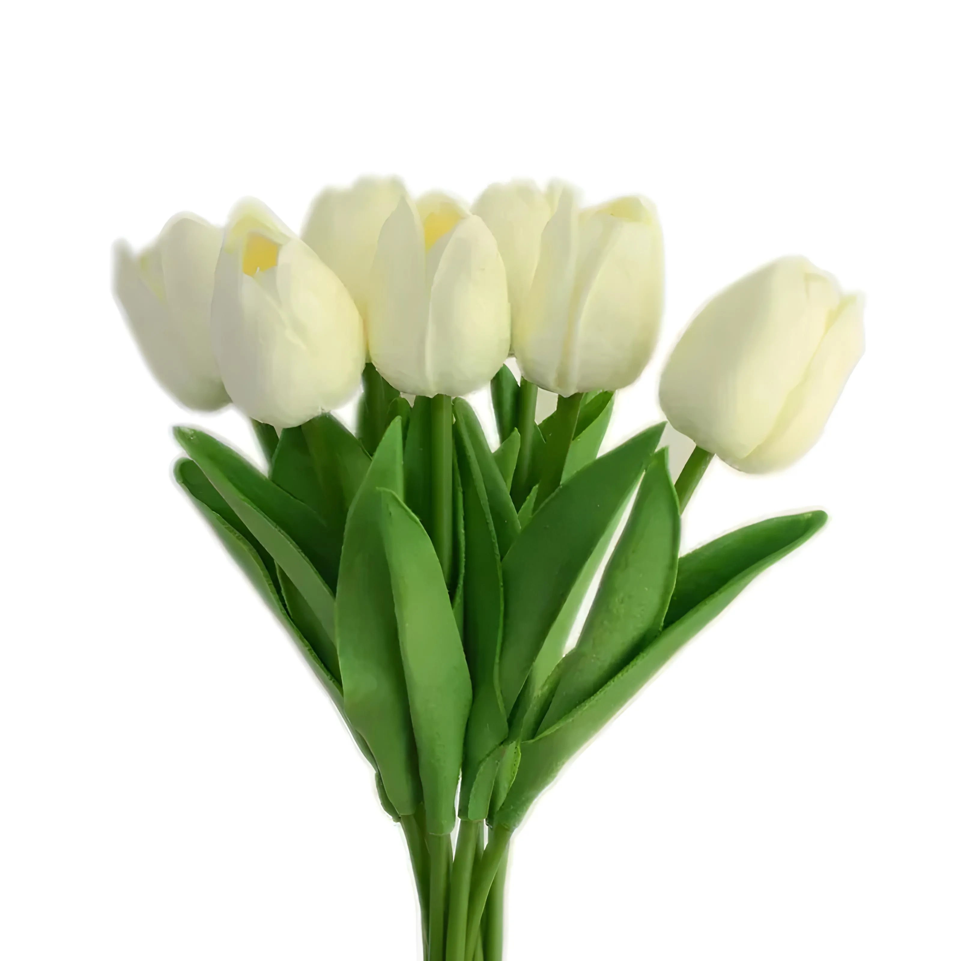 Tulip Flowers