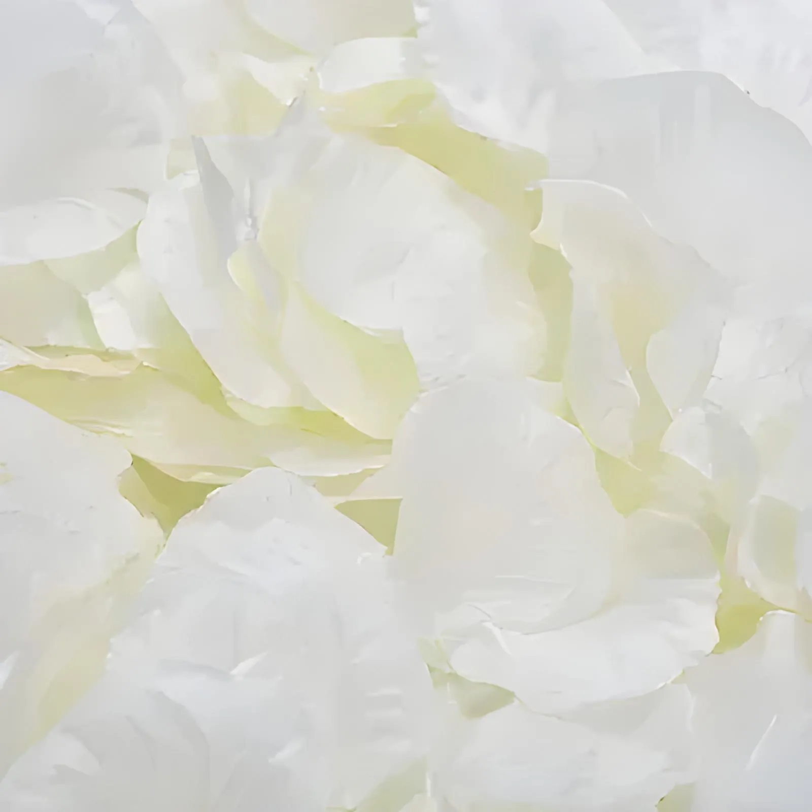 Silk Rose Petals