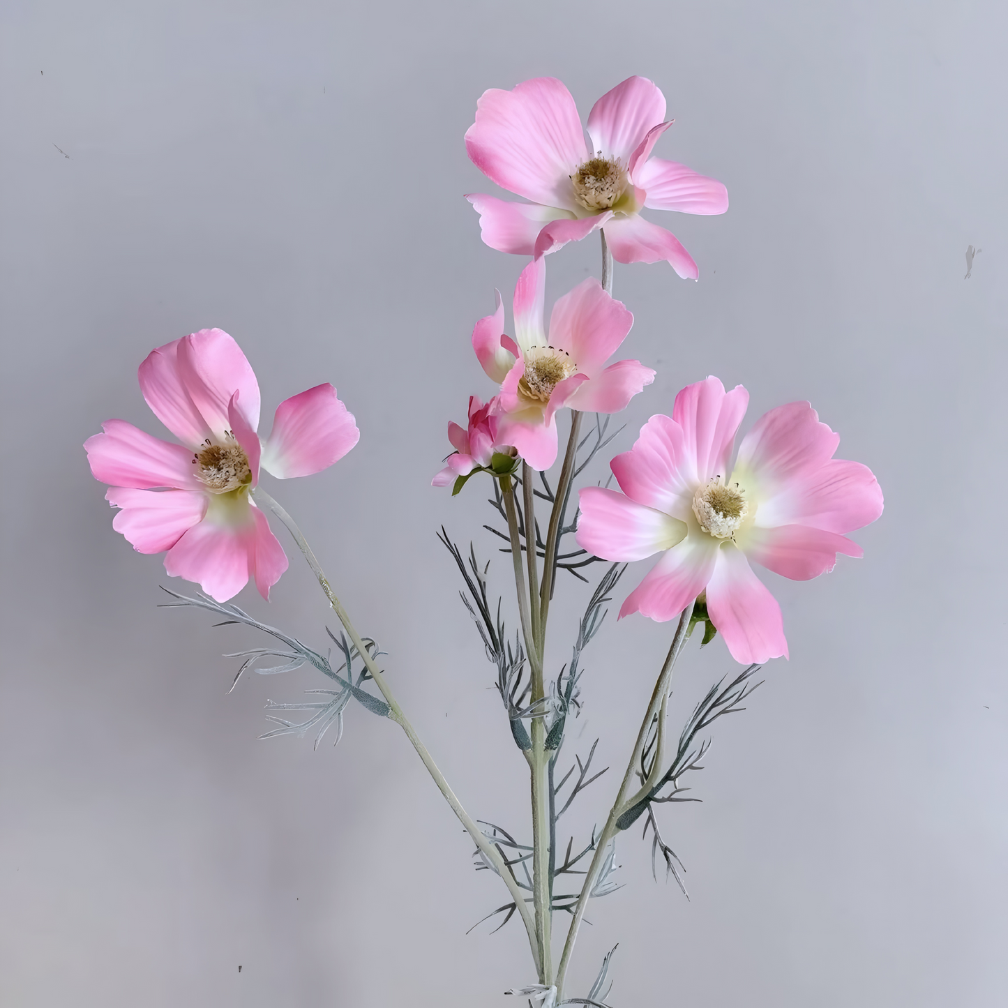 Chamomile Flowers