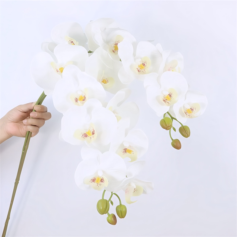 Long Butterfly Orchid Flowers