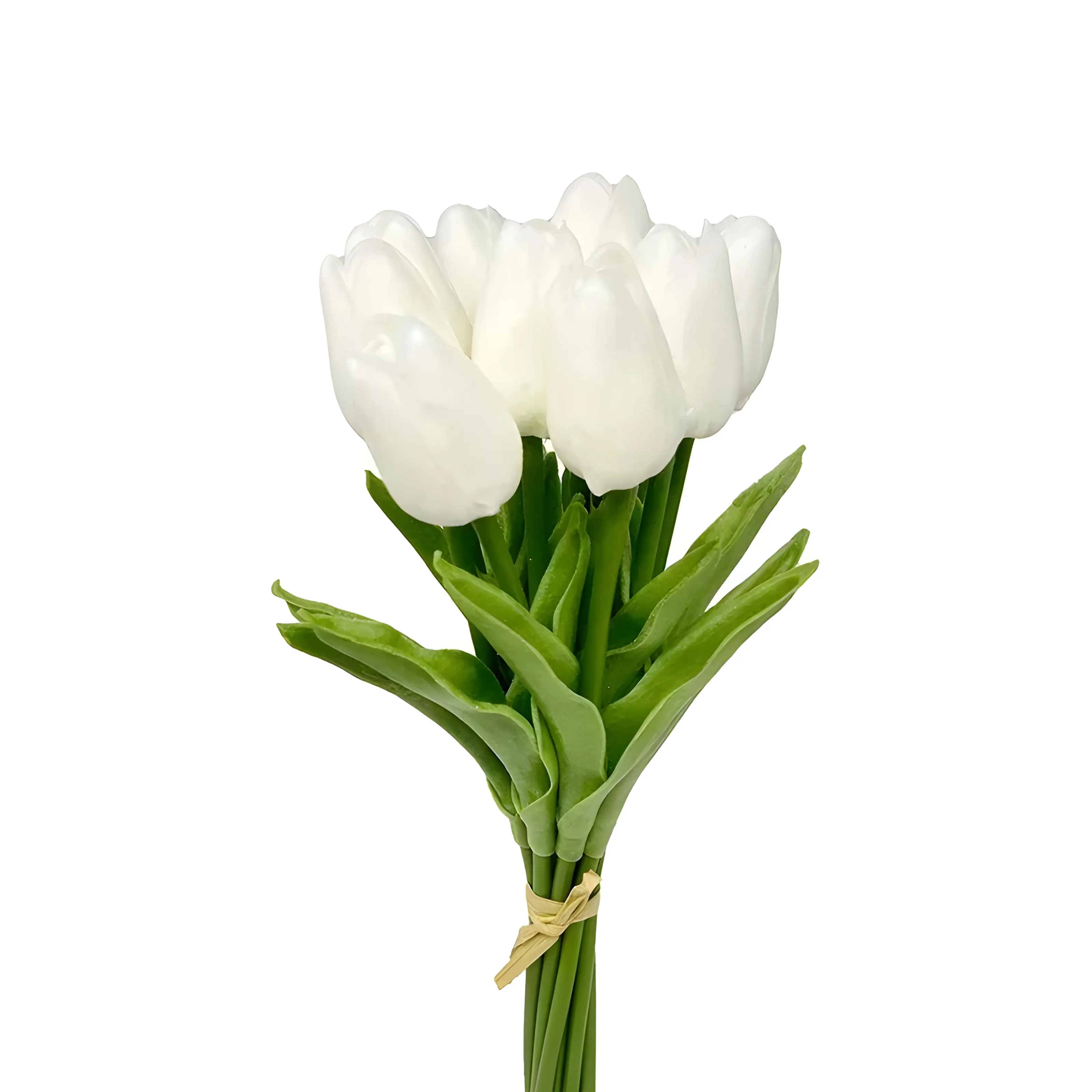 Tulip Flowers