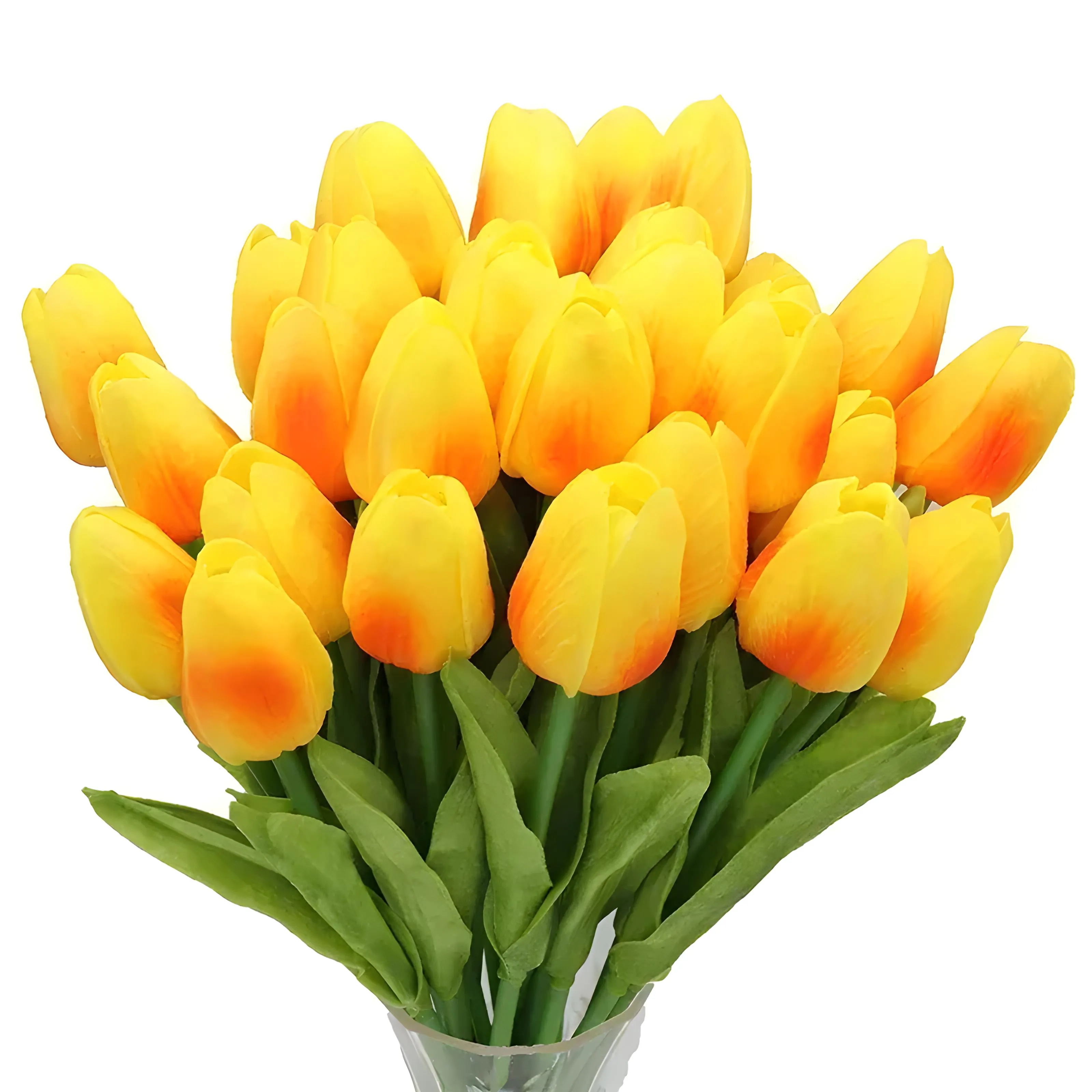 Tulip Flowers