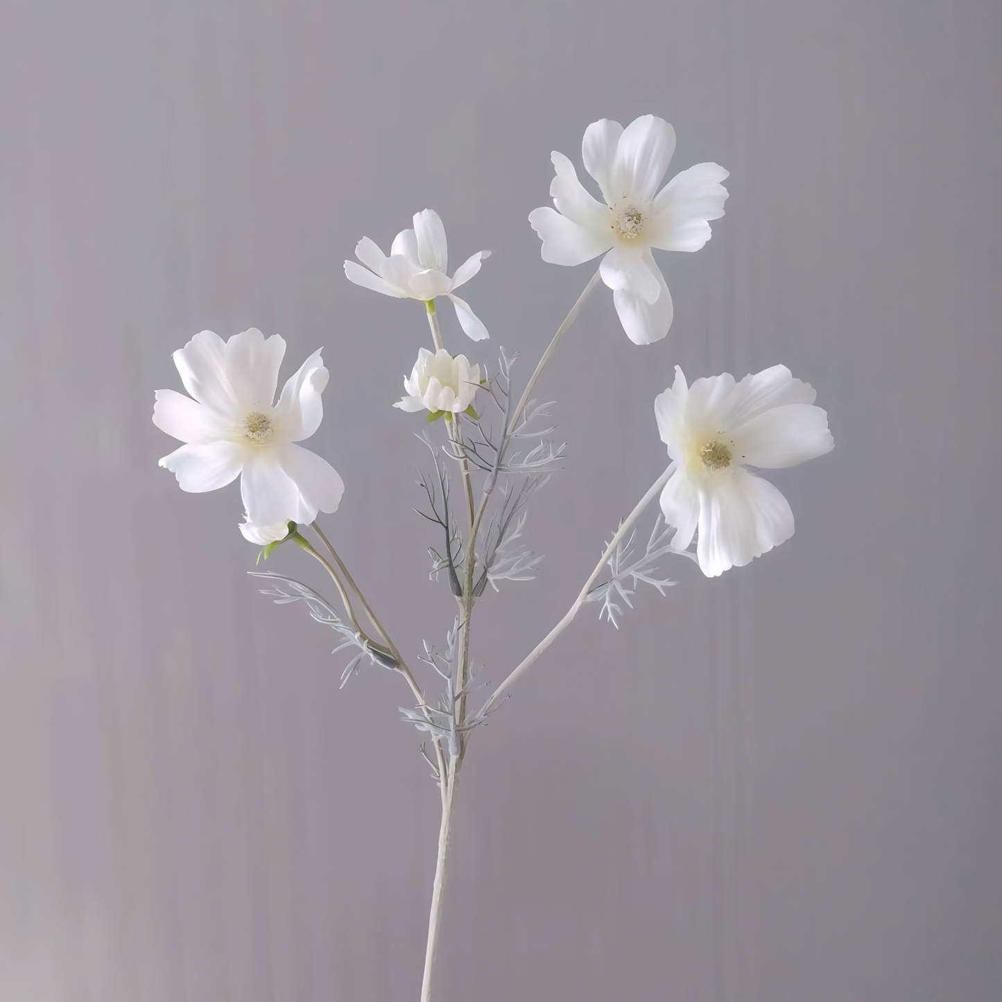 Chamomile Flowers