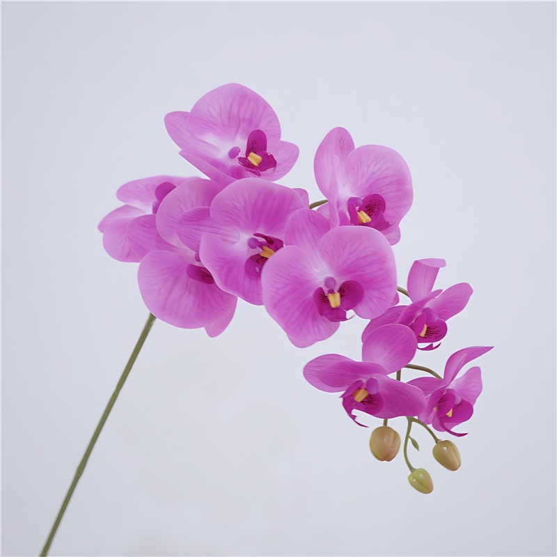 Long Butterfly Orchid Flowers