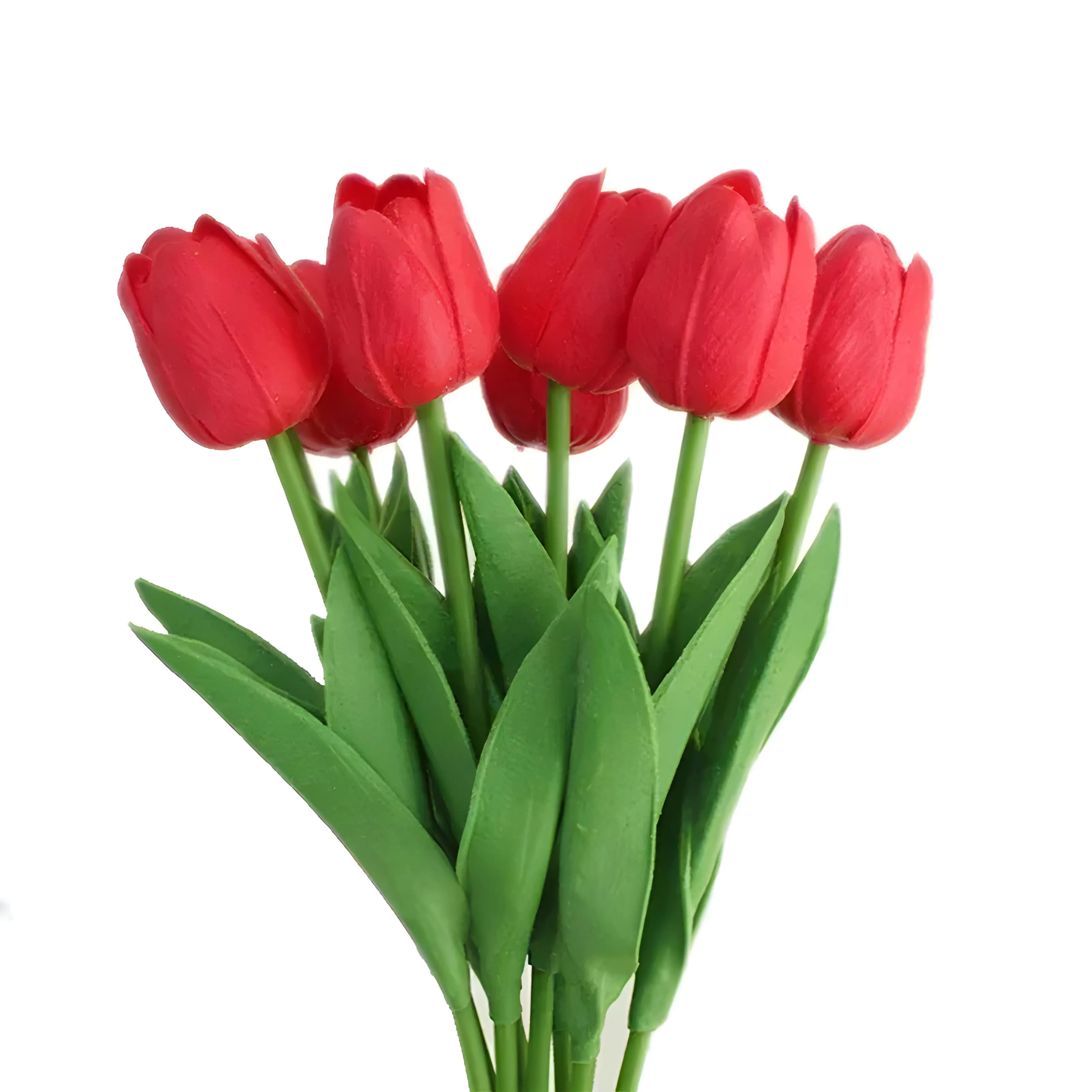 Tulip Flowers